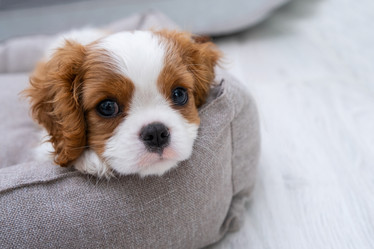 Similar image 21249104