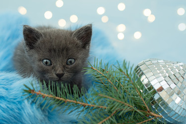 Similar image 21232708