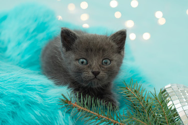 Similar image 21232710