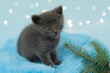 Similar image 21232714