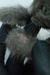 Similar image 21206902