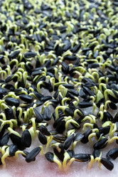 Similar image 21220732