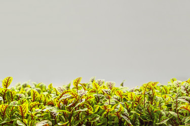 Similar image 21232784