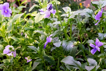 Similar image 21248748