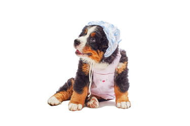 Similar image 21247537