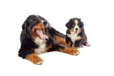 Similar image 21256235