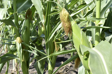 Similar image 21240628