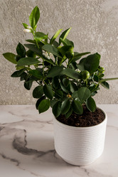 Similar image 21230142