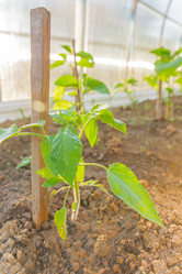 Similar image 21253865