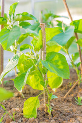 Similar image 21254660