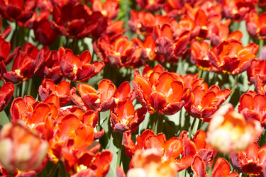 Similar image 21254563