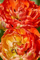 Similar image 21254661