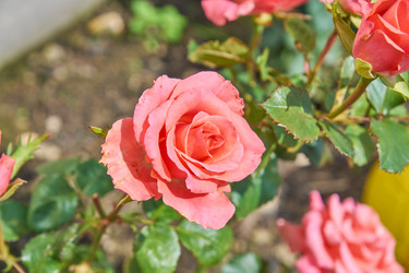 Similar image 21235215