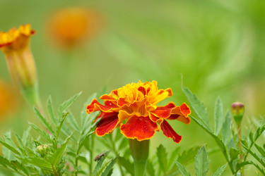 Similar image 21235605