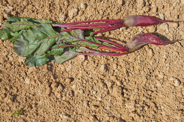 Similar image 21235620