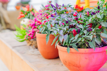 Similar image 21235250