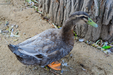 Similar image 21235623