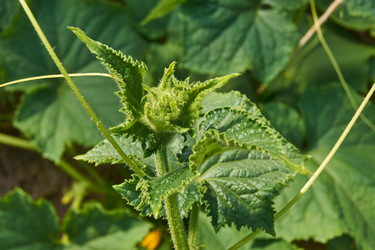 Similar image 21253754