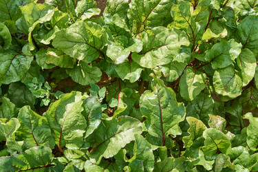 Similar image 21254027