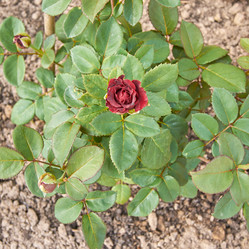 Similar image 21254033