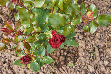 Similar image 21204776