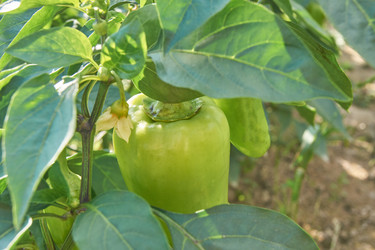 Similar image 21235523