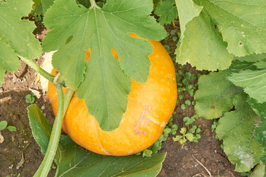 Similar image 21235536