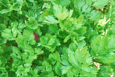 Similar image 21235632