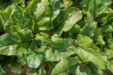 Similar image 21254820