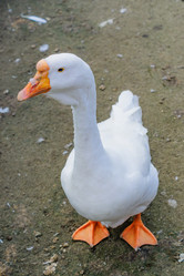 Similar image 21254611