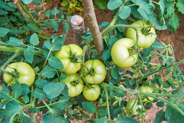 Similar image 21254822