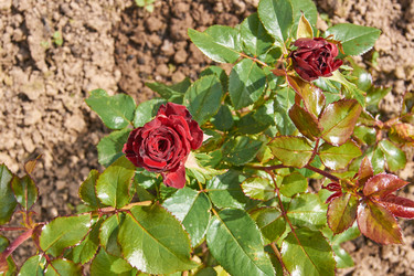 Similar image 21257146