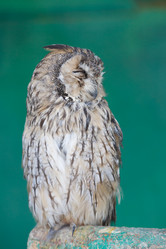 Similar image 21231797