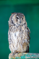 Similar image 21231800