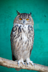 Similar image 21231988