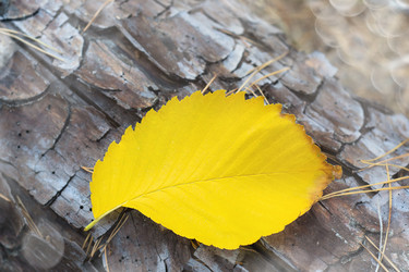 Similar image 21204781