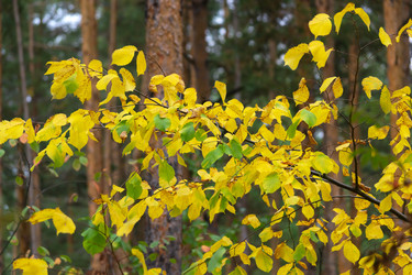 Similar image 21204782