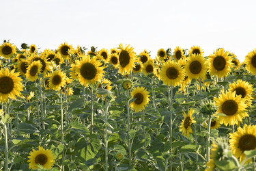 Similar image 21234988