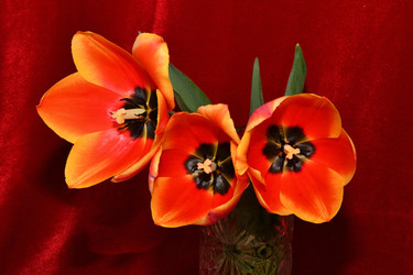 Similar image 21220921