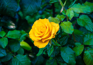 Similar image 21225785