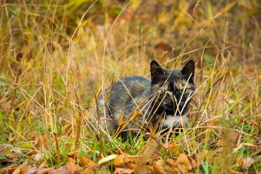 Similar image 21214070