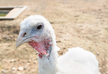 Similar image 21223189