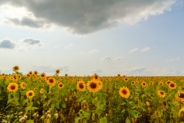 Similar image 21231865