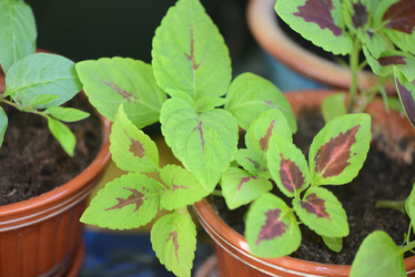 Similar image 21205959