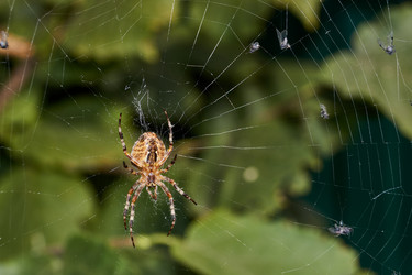 Similar image 21244382