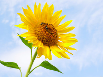 Similar image 21234619