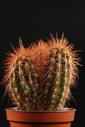 Similar image 21210816