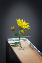 Similar image 21210845