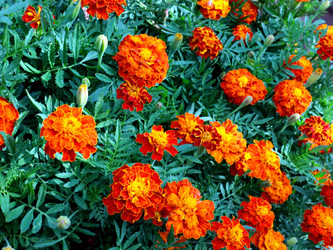 Similar image 21241834