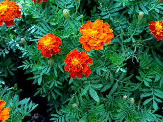 Similar image 21241835